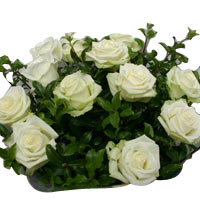 Magnificient White Roses