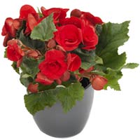 Red Begonia