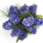 Eye-Catching Blue Hyacinths