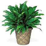 Single Foliage Plant