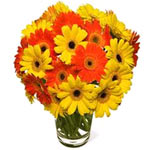 Bright Arrangement of Gerberas