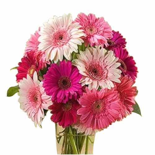 1 Dozen Mixed Gerbera  Arrange in a Glass Vase