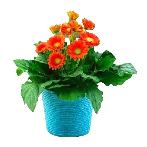 1 Dozen Orange Gerbera  Arrange in a Vase.  Note: ......  to calapan_philippine.asp