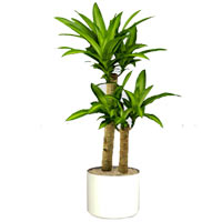 Green Dracaena Plant