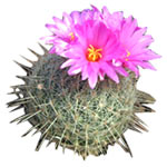 Blooming cactus