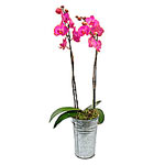 Simple and stunning - a Phaleonopsis orchid delive......  to welkom