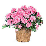 A gorgeous pink azalea plant in a white basket. Ne......  to welkom