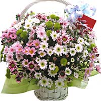 Multi-coloured Daises in a basket  ......  to seoul_southkorea.asp