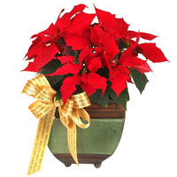 Order for your closest people Fascinating Celebrat......  to jeonju_southkorea.asp