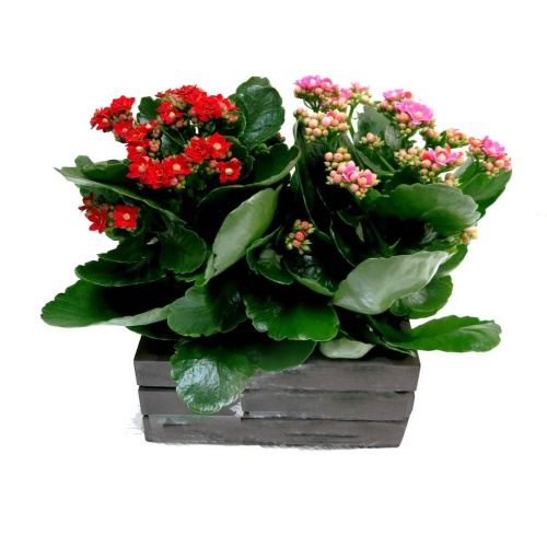 Trees Of Kalanchoe Box