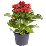 Kalanchoe Plant