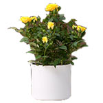 Yellow Roses