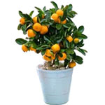 Orange Tree