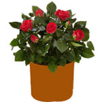 Red Roses Plant