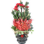 Exotic Flowers