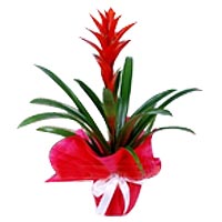 Guzmania