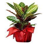 Plant Kraton