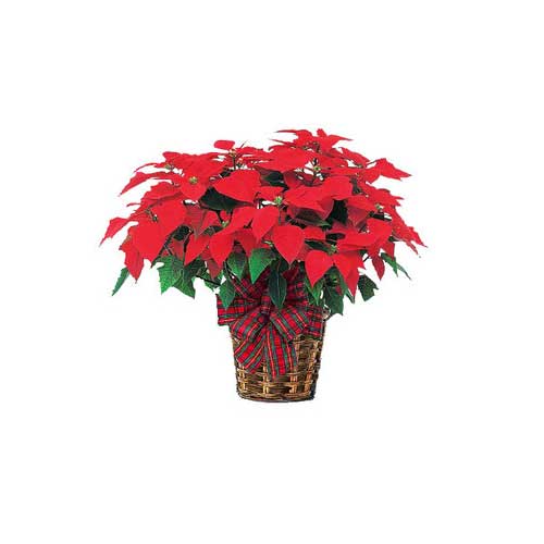 Precious Celebratory Centerpiece Poinsettia Plant