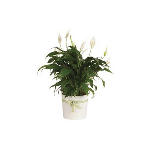 Joyful Best Wishes Peace Lily Plant