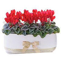 Festive Cyclamen Flowering Planter 